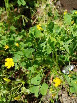 Weed of the Month – Yellow Woodsorrel - hgic.clemson.edu