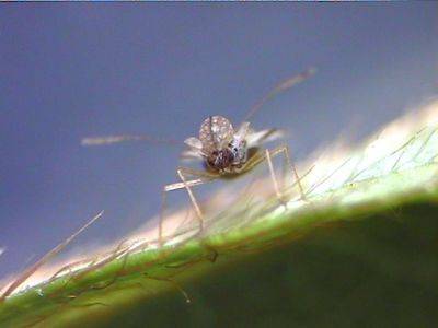 Azalea Lace Bugs - hgic.clemson.edu