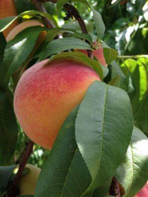 How Much Should I Irrigate my Peach Trees? - hgic.clemson.edu - state South Carolina