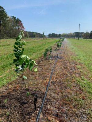 SC Fruit and Vegetable Field Report March 29, 2021 - hgic.clemson.edu