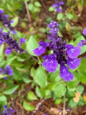 ‘Mystic Spires Blue’ Salvia - hgic.clemson.edu - Mexico - state California - state Indiana