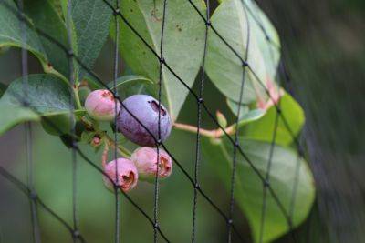 Protecting Berries from Birds - hgic.clemson.edu