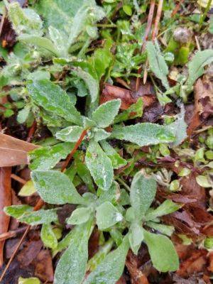 Weed of the Month – Cudweed - hgic.clemson.edu - Usa