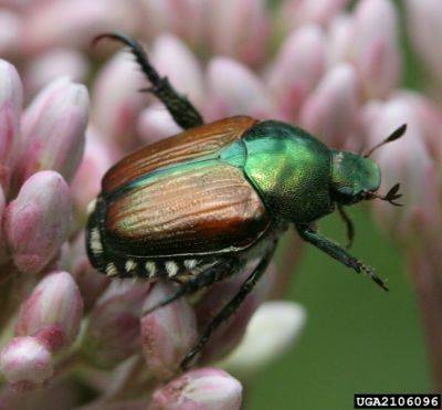 Japanese Beetles - hgic.clemson.edu - Canada - Japan - state South Carolina
