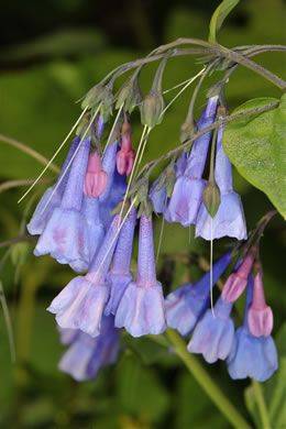 Spring Wildflowers - hgic.clemson.edu - state Virginia - state South Carolina - county Garden