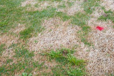 Springtime Turf Diseases Causing Patches in my Lawn? - hgic.clemson.edu - state South Carolina