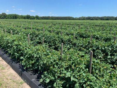 SC Fruit and Vegetable Field Report- May 17, 2021 - hgic.clemson.edu - Italy