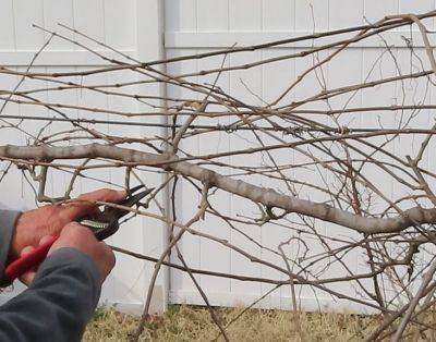 Pruning Muscadine Grapes - hgic.clemson.edu