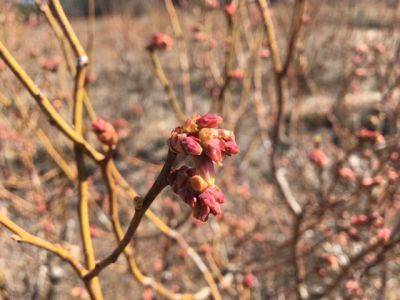 SC Fruit and Vegetable Field Report March 8, 2021 - hgic.clemson.edu