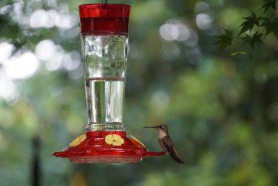 Now Is the Time to Put Out Hummingbird Feeders - hgic.clemson.edu - state South Carolina