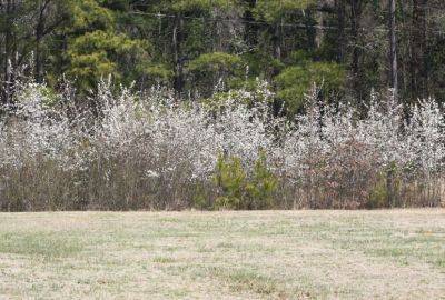 What Is An Invasive Plant, And Why Should We Care? - hgic.clemson.edu - China