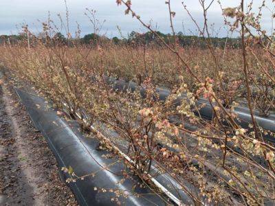 SC. Fruit and Vegetable Field Report February 22, 2021 - hgic.clemson.edu