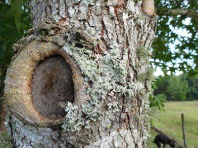 Gardening Myths: Lichens Kill Trees - hgic.clemson.edu