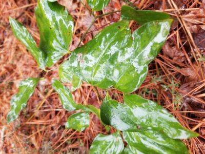 Weed of the Month: Smilax (Greenbrier) - hgic.clemson.edu - Usa - state South Carolina