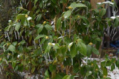 Rx for Cold Damaged Plants - hgic.clemson.edu