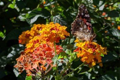 October Week 4 Garden Photos - hgic.clemson.edu - state South Carolina - county Garden