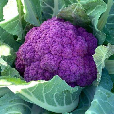 SC Fruit and Vegetable Field Report November 23, 2020 - hgic.clemson.edu - city Columbia