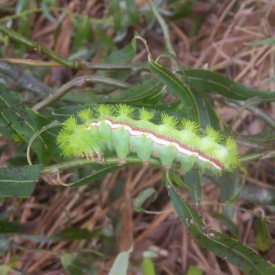 Beware the Stinging Cats of Fall - hgic.clemson.edu