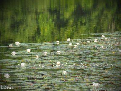 Liming Fish Ponds Starts with a Soil Test - hgic.clemson.edu - state South Carolina