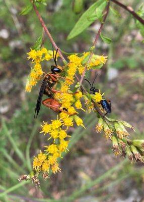 Native Notes – Goldenrod - hgic.clemson.edu