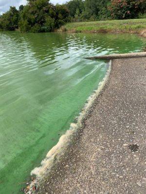 Cyanobacteria – is it toxic? - hgic.clemson.edu