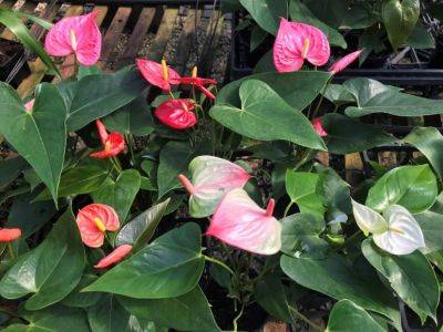 Anthurium: Easy Houseplants That Offer Long-Lasting Color - hgic.clemson.edu - Greece