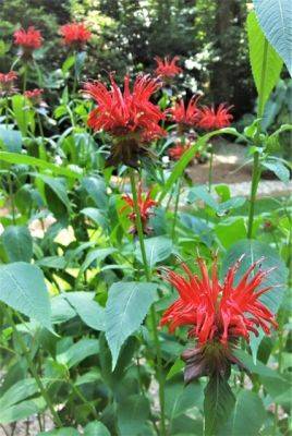 Monarda (Bee balm) - hgic.clemson.edu - state South Carolina