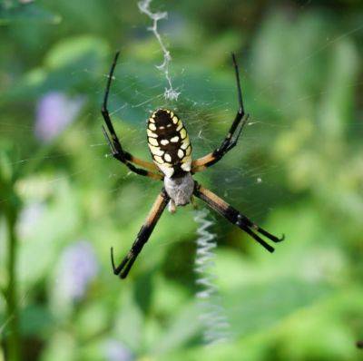 Beneficial Yellow Garden Spiders - hgic.clemson.edu