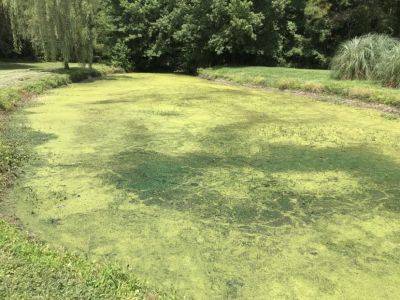 Controlling Aquatic Weeds in Your Pond - hgic.clemson.edu