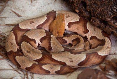 Copperheads In South Carolina - hgic.clemson.edu - state South Carolina