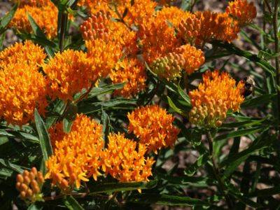 Butterfly Weed - hgic.clemson.edu - Greece