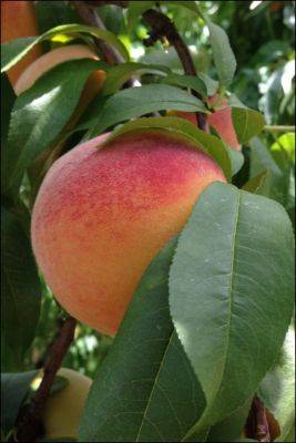 Fertilization of Peach Trees - hgic.clemson.edu