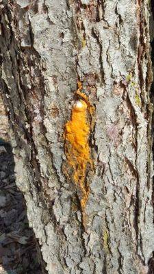 Fusicolla Orange Slime on Trees - hgic.clemson.edu - county Garden