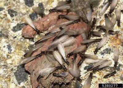 Termites - hgic.clemson.edu - state South Carolina