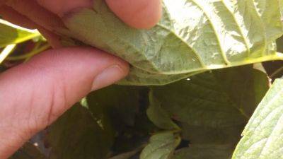 Attracting Beneficial Insects - hgic.clemson.edu