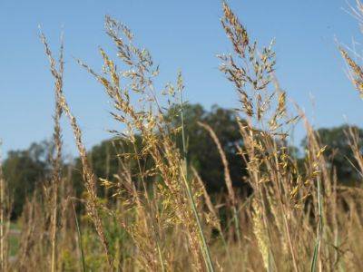 Indian Grass (Sorghastrum nutans) - hgic.clemson.edu - India - state South Carolina