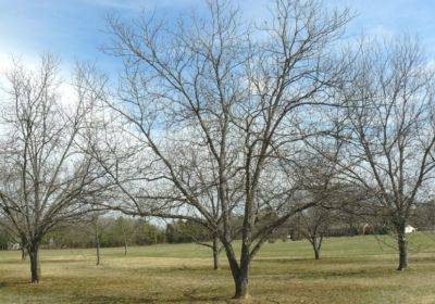 Tips for Fertilizing Pecan Trees - hgic.clemson.edu - state South Carolina