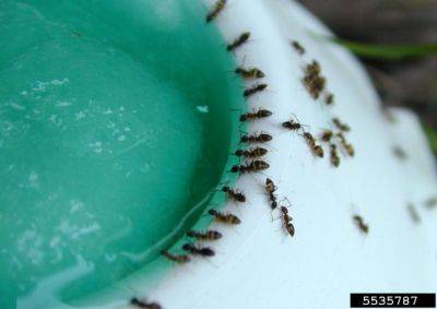 Tiny Ants Around Your Home - hgic.clemson.edu - state South Carolina