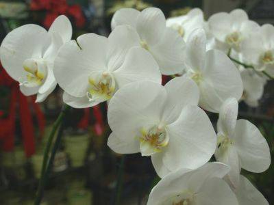 General Care for Phalaenopsis Orchids - hgic.clemson.edu