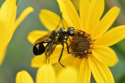 The Buzz About Pollinators - hgic.clemson.edu