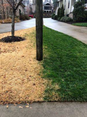 Why Is My Lawn Brown But My Neighbor’s Is Green? - hgic.clemson.edu - state South Carolina