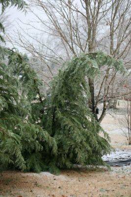 Protecting Evergreens from Ice and Snow Damage - hgic.clemson.edu