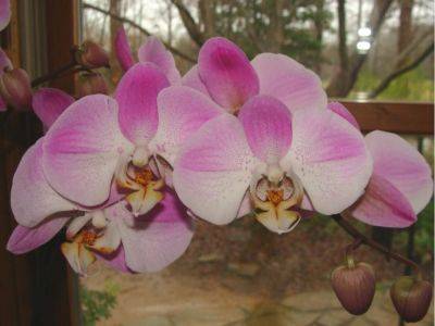Orchids for the New Year - hgic.clemson.edu