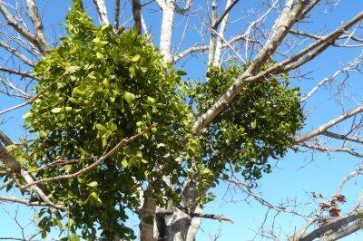 Mistletoe - hgic.clemson.edu - Usa - state South Carolina