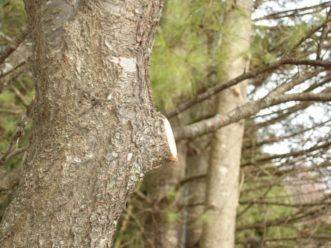 Is It Time To Prune My Trees And Shrubs? - hgic.clemson.edu