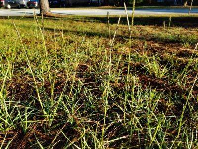 Weed of the Month: Bahiagrass - hgic.clemson.edu - Brazil
