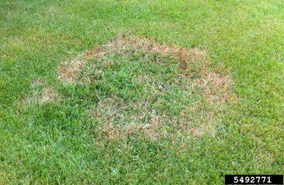 Large Patch Disease Control in Warm Season Lawns - hgic.clemson.edu - state South Carolina