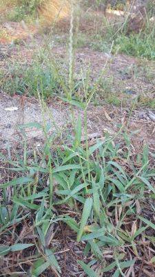 Weed of the Month: Crabgrass - hgic.clemson.edu - Usa - India