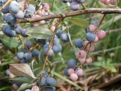 Late Season Blueberry Plants Management - hgic.clemson.edu