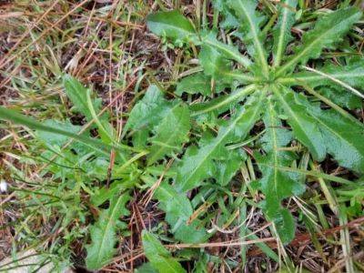 Weed of the Month – Common Cats-ear - hgic.clemson.edu